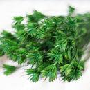 Botte de nigelle orientalis verte séchée en bouquet de fleurs séchées Flowrette