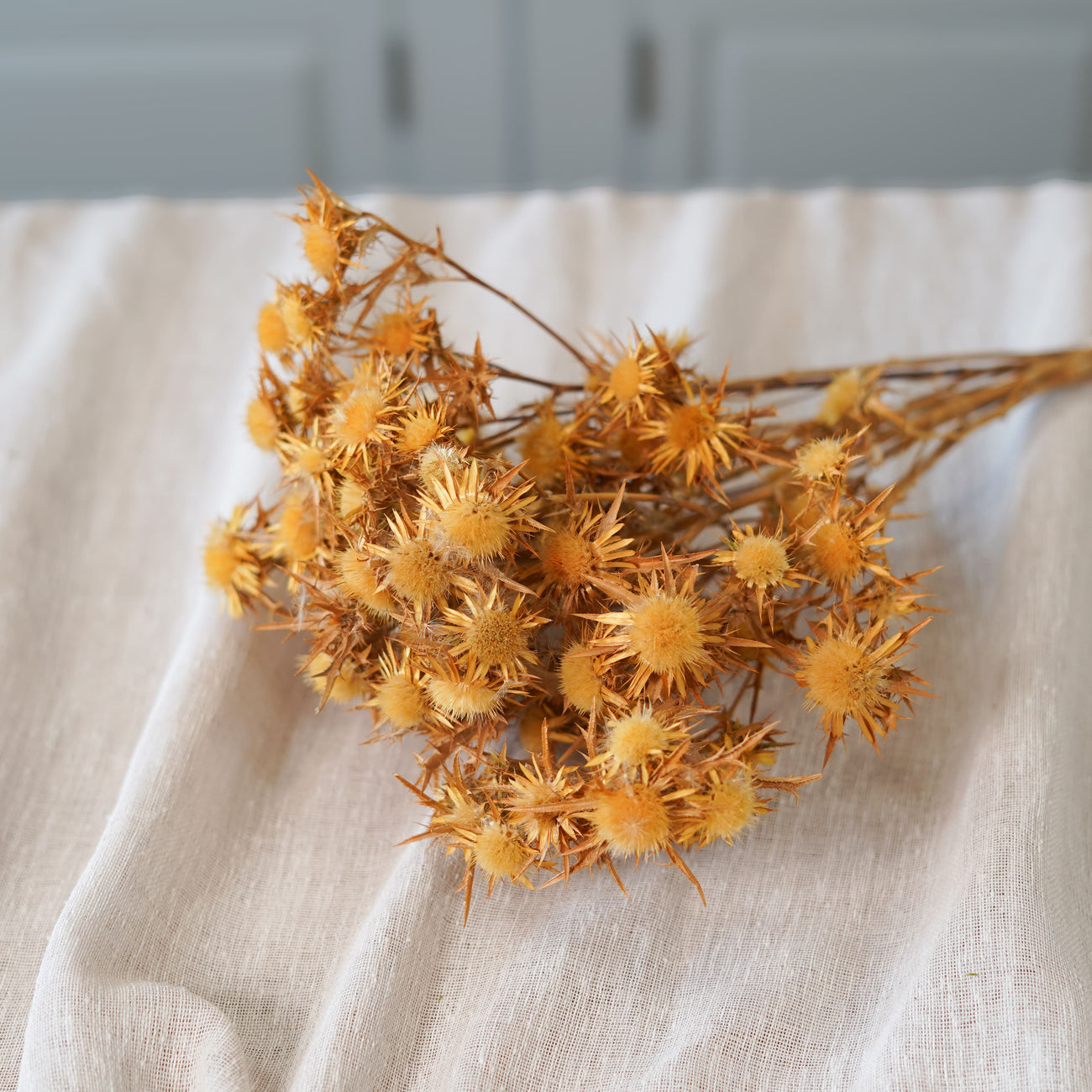 Botte de panicaut naturel séché Flowrette en gros plan
