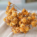 Botte de panicaut naturel séché dans un vase Flowrette