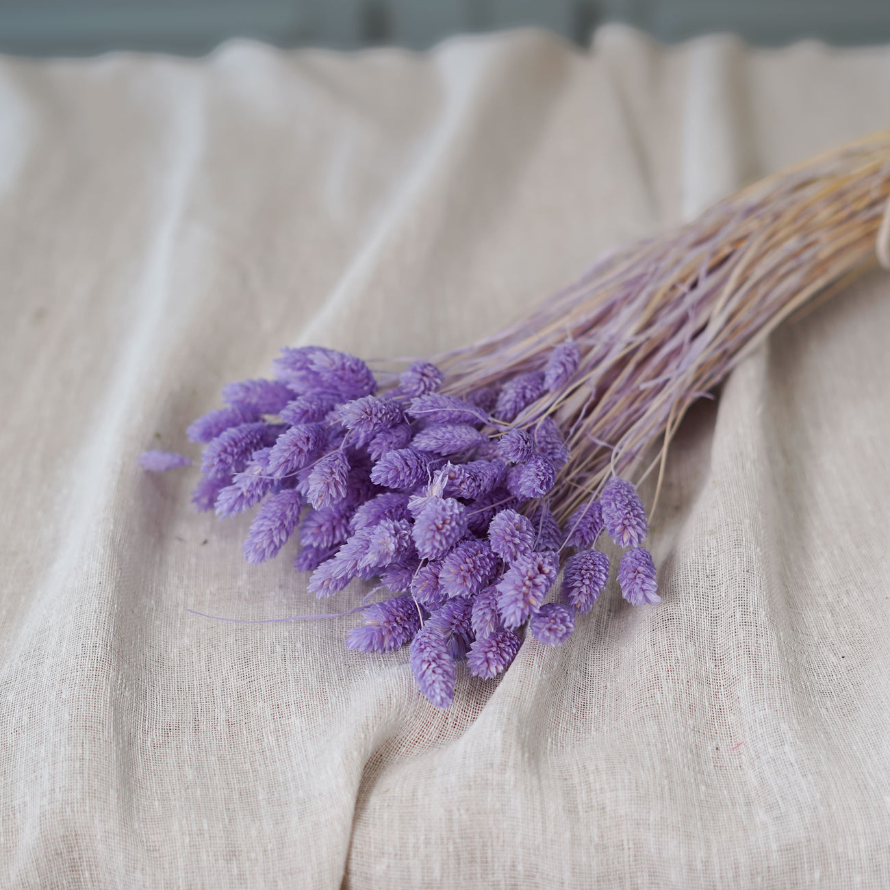 Botte de phalaris lilas séché Flowrette en gros plan