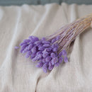 Botte de phalaris lilas séché Flowrette en gros plan