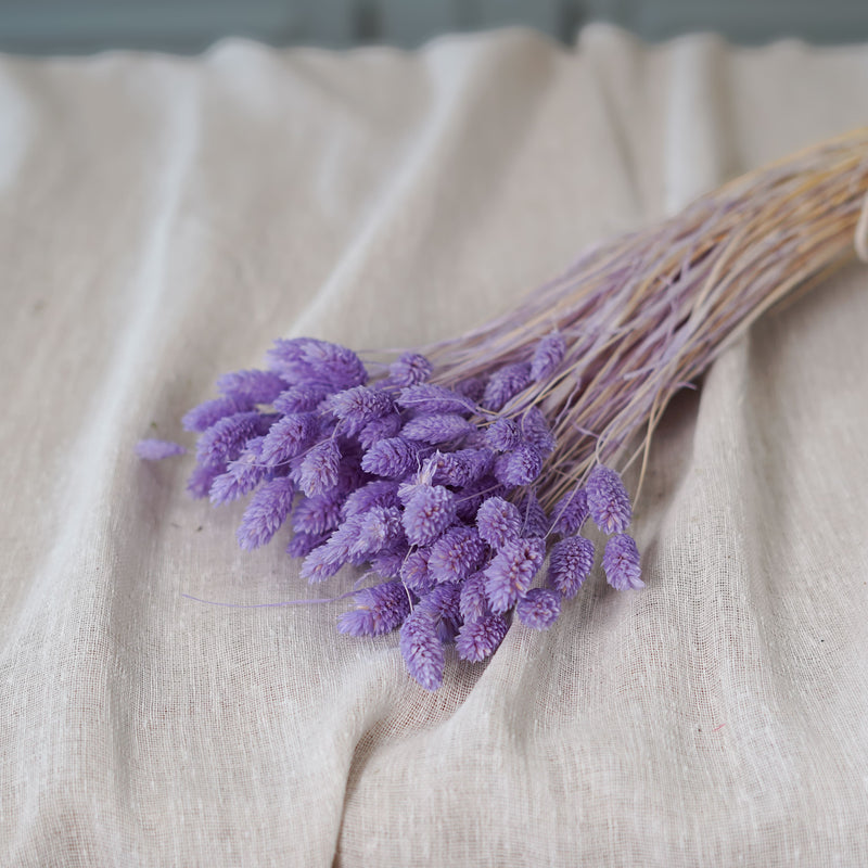 Botte de phalaris lilas séché Flowrette en gros plan