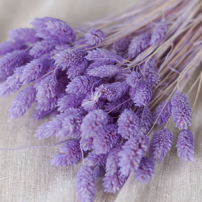 Botte de phalaris lilas séché dans un vase Flowrette