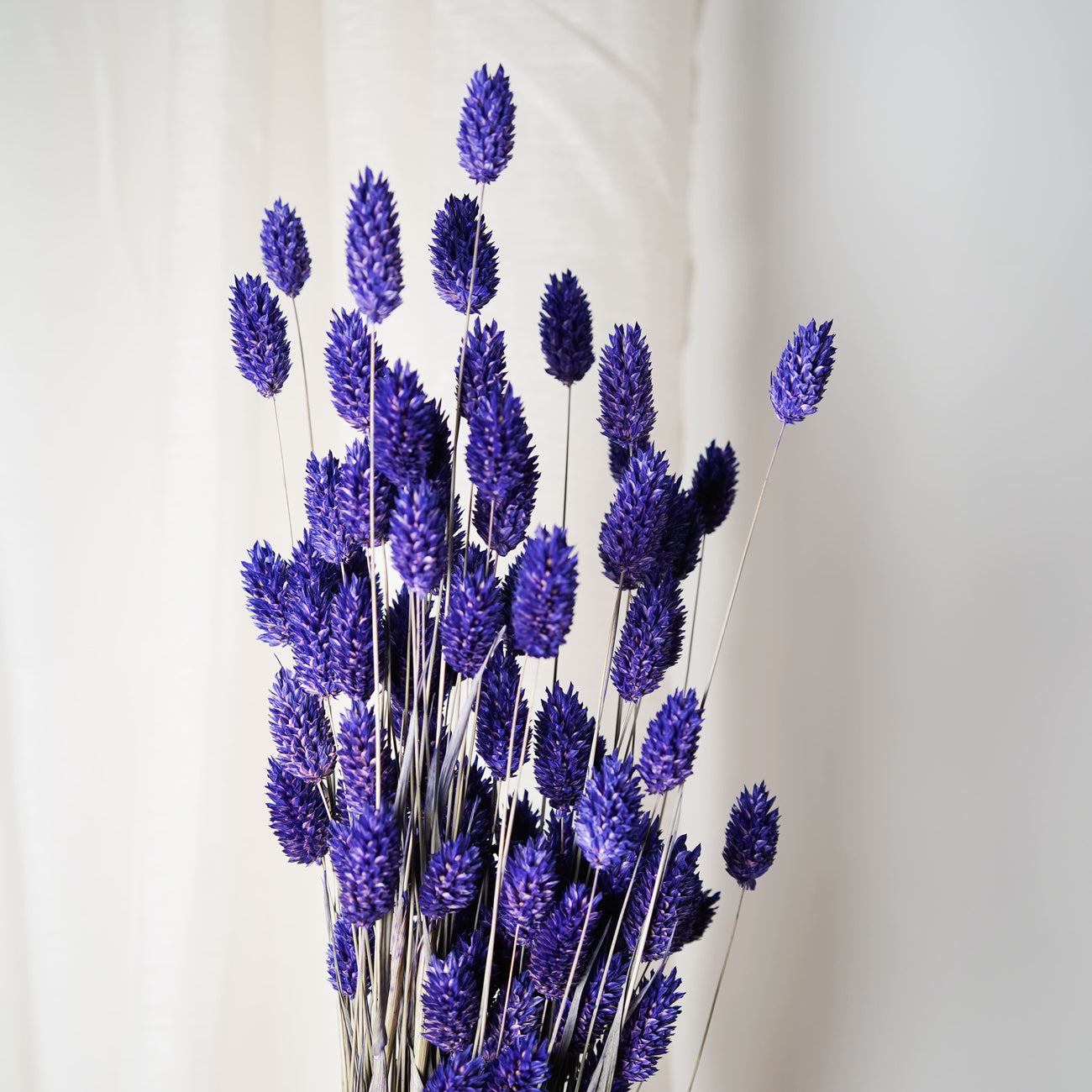 Botte Phalaris violet fleurs séchées - Flowrette