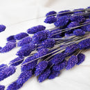 Botte Phalaris violet fleurs séchées - Flowrette