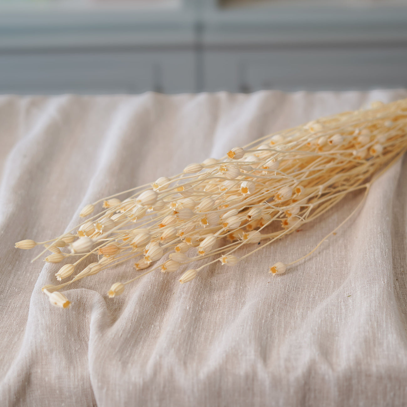 Botte de briza minor blanc séchée Flowrette en gros plan
