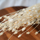 Botte de briza minor blanc séchée, détail des épillets Flowrette
