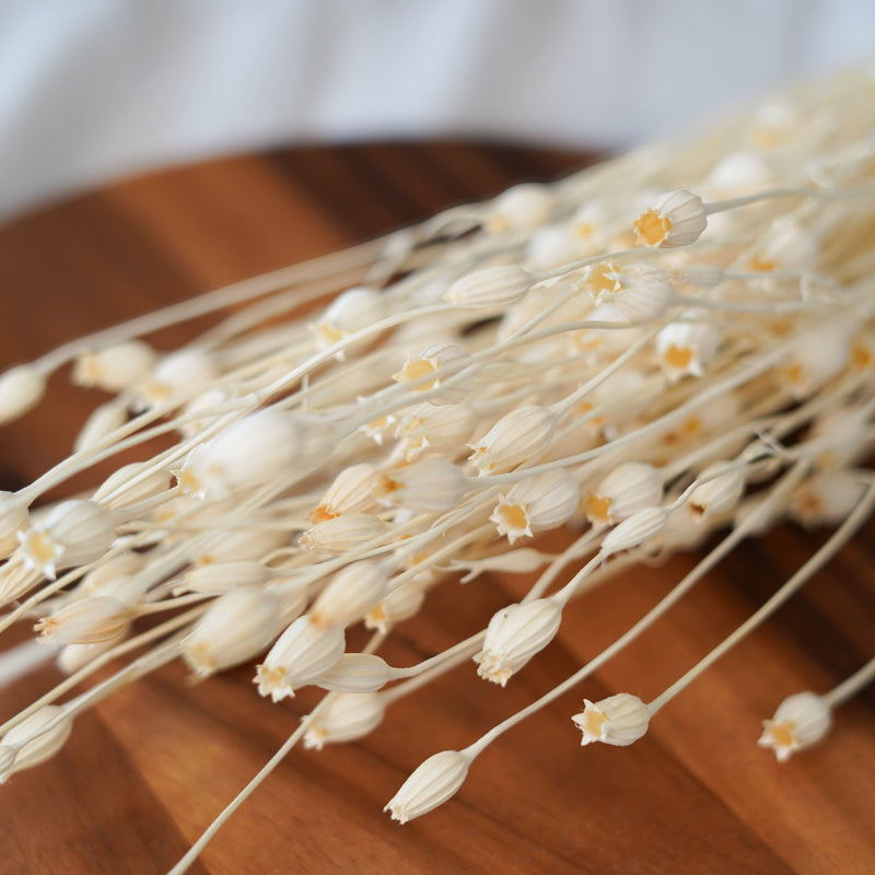 Botte de briza minor blanc séchée, détail des épillets Flowrette