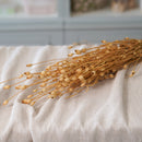 Botte de silène naturel séché Flowrette en gros plan