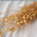 Botte de silène naturel séché dans un vase Flowrette