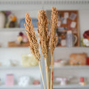 Botte de sorghum naturel séché en bouquet de fleurs séchées Flowrette