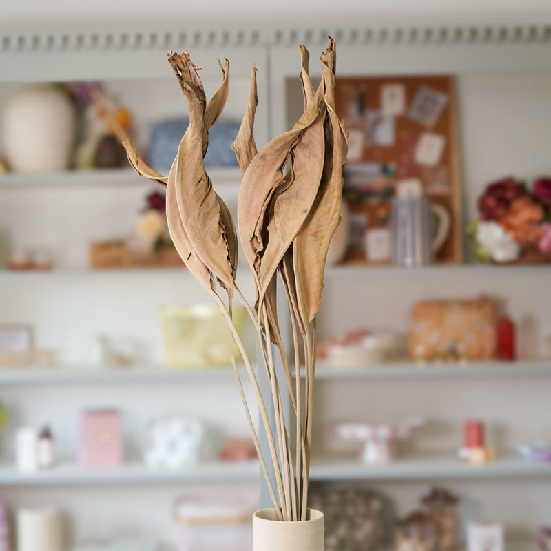 Botte de strelizia blanc séché dans un vase Flowrette