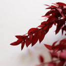 Botte fleurs stabilisées Ruscus Rouge