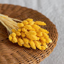 bottes-fleurs-sechees-flowrette-coloree-phalaris-jaune-clair