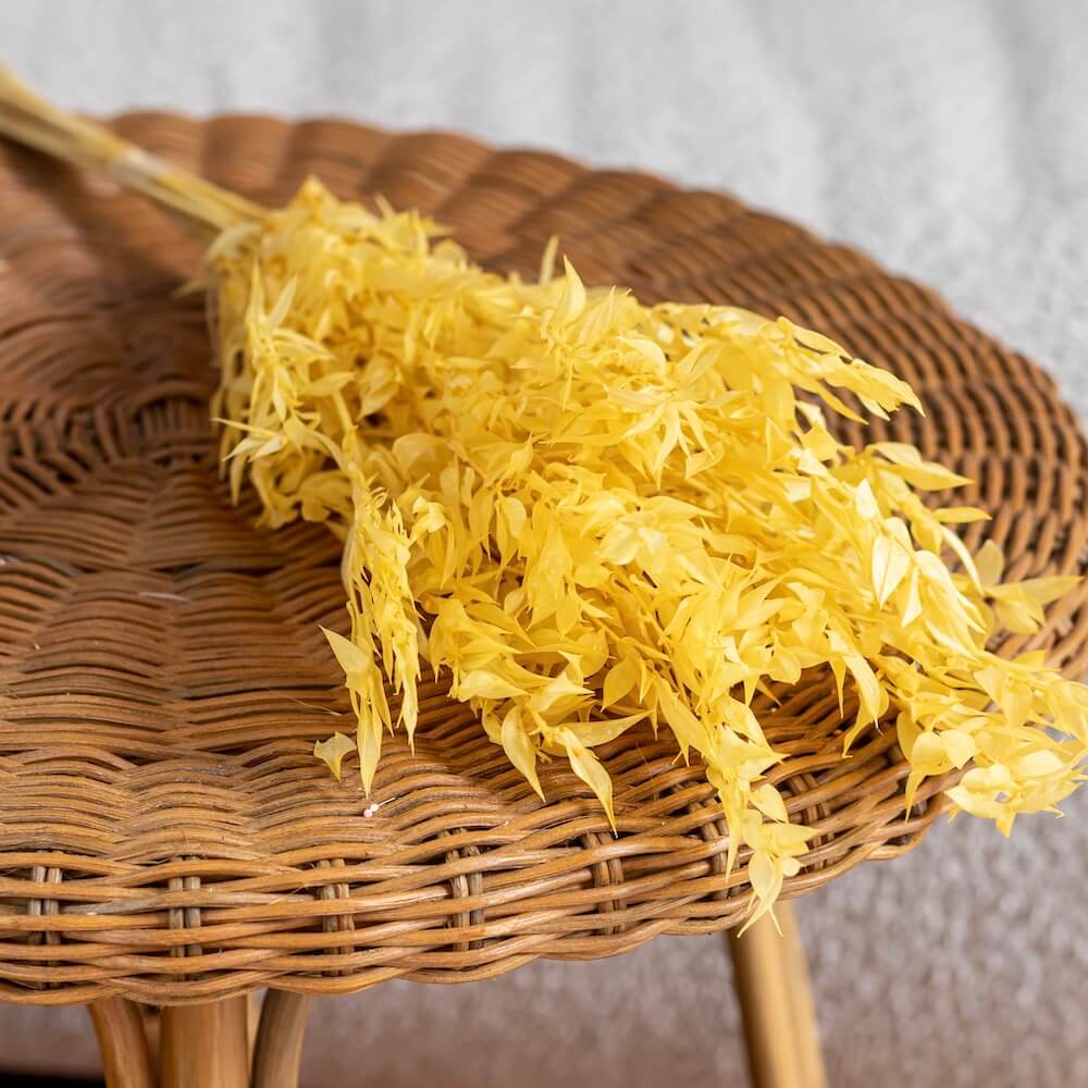 Botte Ruscus jaune clair fleurs séchées, vue d'ensemble feuillage - Flowrette