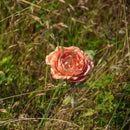 fleur-papier-flowrette-camelia-orange