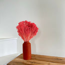 Botte fleurs séchées Broom bloom Vieux rose