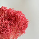 Botte fleurs séchées Broom bloom Vieux rose