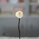 Dahlia blanc ivoire stabilisé