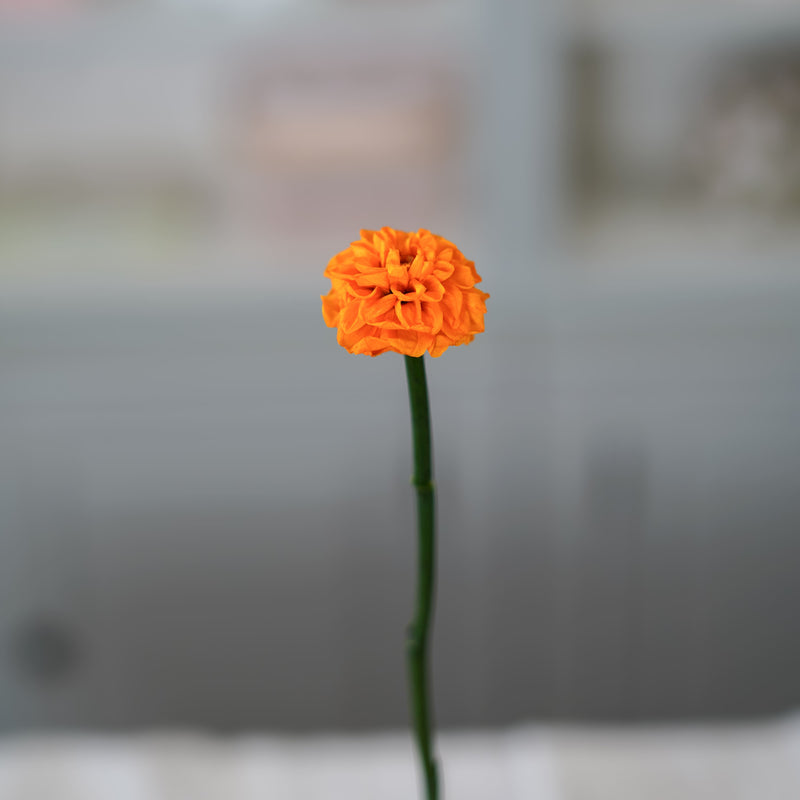 Dahlia orange stabilisé