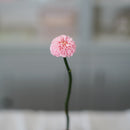 Dahlia rose stabilisé
