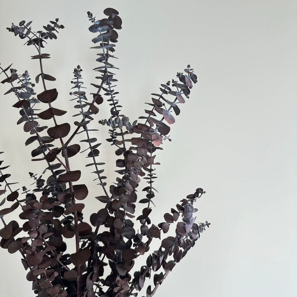 Botte fleurs séchées Eucalyptus Baby Bordeaux