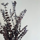 Botte fleurs séchées Eucalyptus Baby Bordeaux