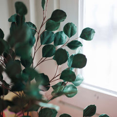 Eucalyptus gum tree en papier vert forêt