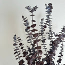 Botte fleurs séchées Eucalyptus Baby Bordeaux