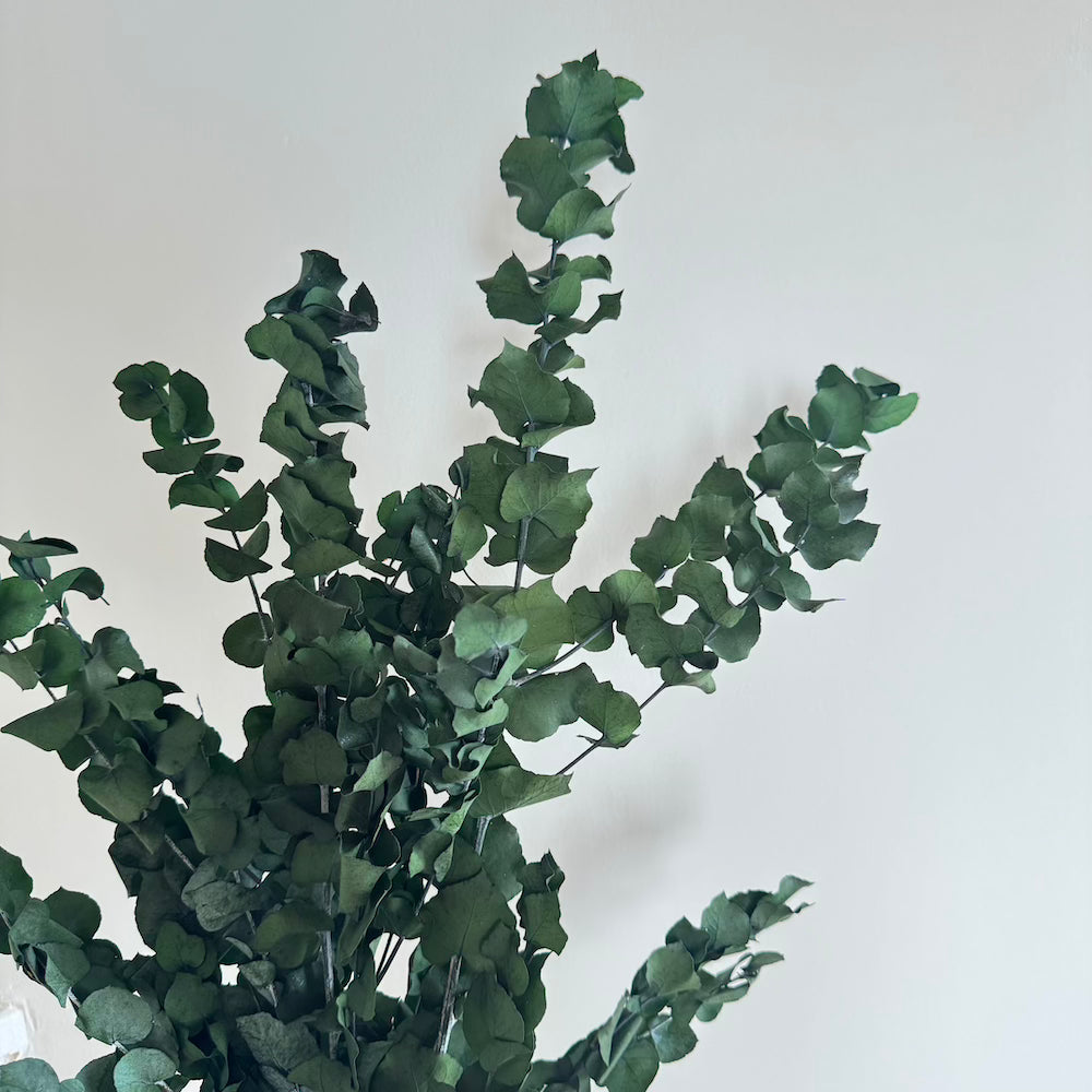 Botte fleurs séchées Eucalyptus Stuartiana Vert
