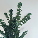 Botte fleurs séchées Eucalyptus Stuartiana Vert