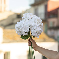 White paper hydrangea