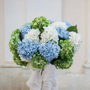 Hortensia blanc
