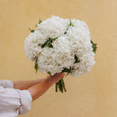 Hortensia blanc