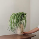 Grande amarante queue de renard verte 