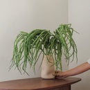 Grande amarante queue de renard verte 