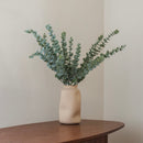 Eucalyptus baby vert