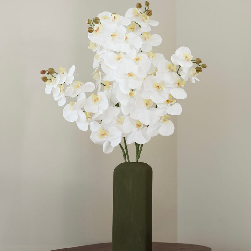 Orchidee Weiß