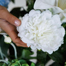 Pivoine blanche