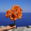 fleurs-en-papier-flowrette-gerbera