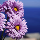 fleurs-en-papier-flowrette-gerbera