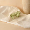 Eucalyptus cinerea en papier vert olive