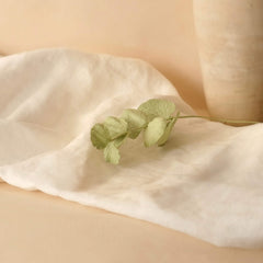 Eucalyptus cinerea in olive green paper