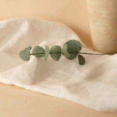 Eucalyptus cinerea in forest green paper