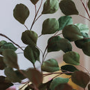 eucalyptus-en-papier-vert
