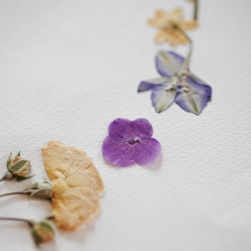 Round Spring Herbarium A4