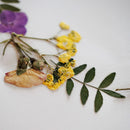 Round Spring Herbarium A4