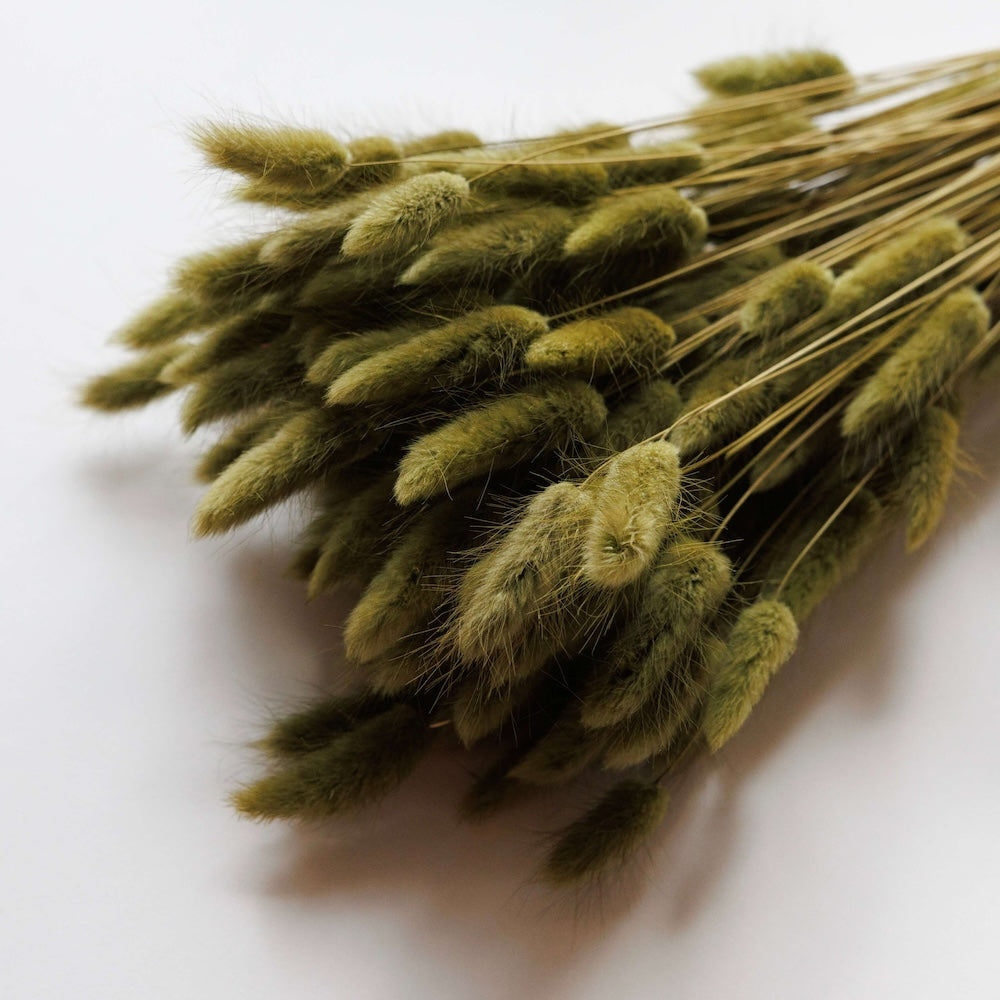 Botte fleurs séchées Lagurus Vert olive, vue d'ensemble - Flowrette