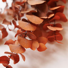 Botte Eucalyptus Stuartiana Orange