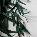 eucalyptus-nicoly-stabilise